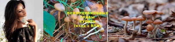 гашиш Богданович